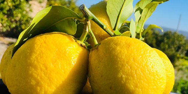 limoncello artigianle siciliano fatto con limoni siciliani (2)